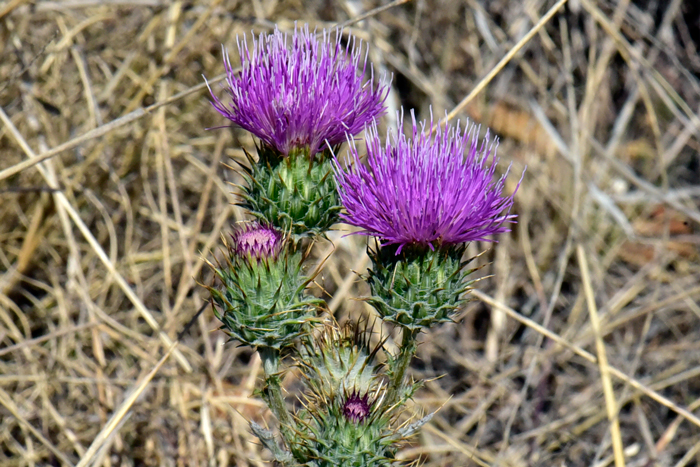 Yellowspine Thistle blooms from May to October across its broad geographic range of distribution. Cirsium ochrocentrum